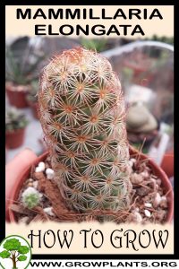 How to grow Mammillaria elongata