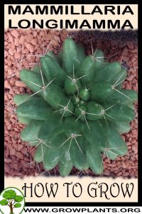 How to grow Mammillaria longimamma