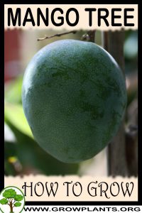 How to grow Mango tree