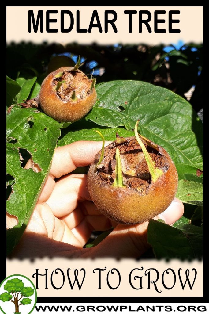 How to grow Medlar