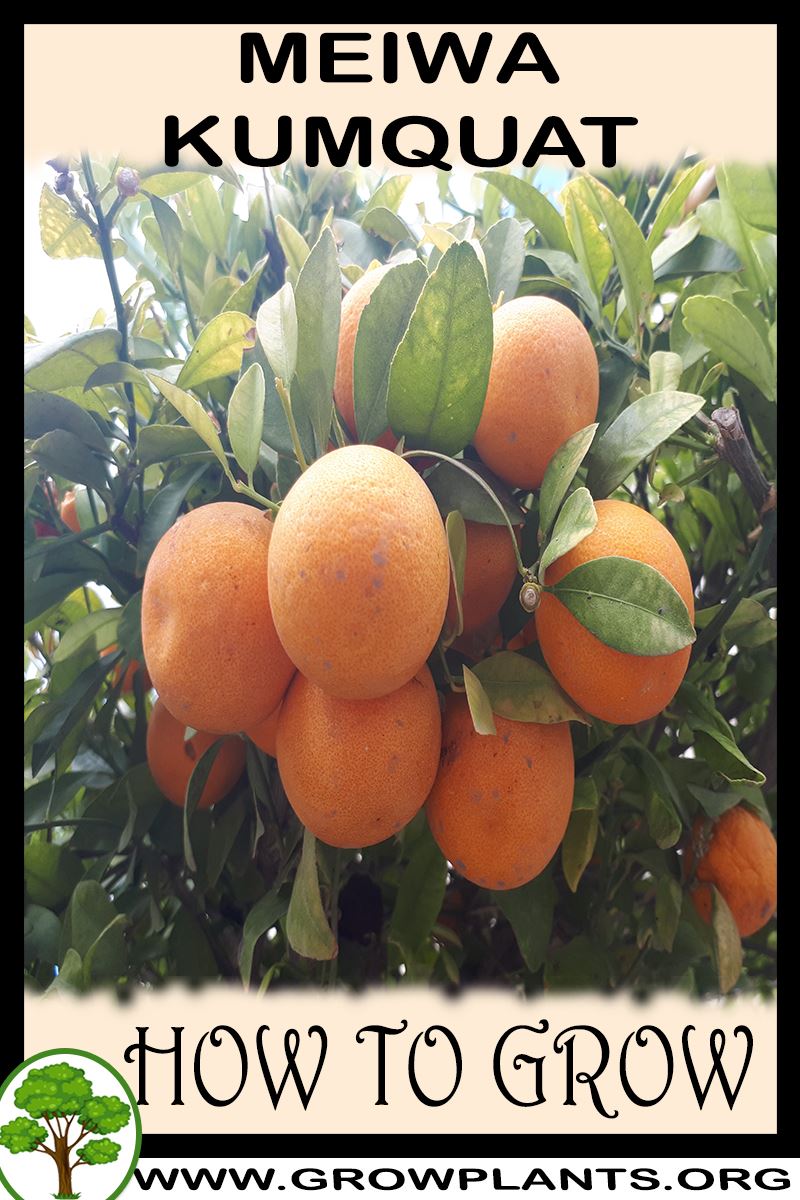 How to grow Meiwa kumquat