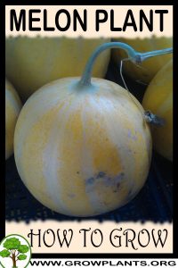 How to grow Melon