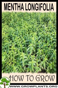 How to grow Mentha longifolia