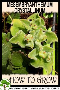 How to grow Mesembryanthemum crystallinum