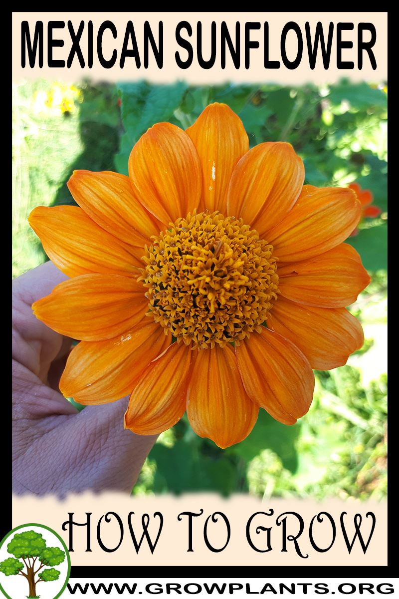 How to grow Mexican sunflower
