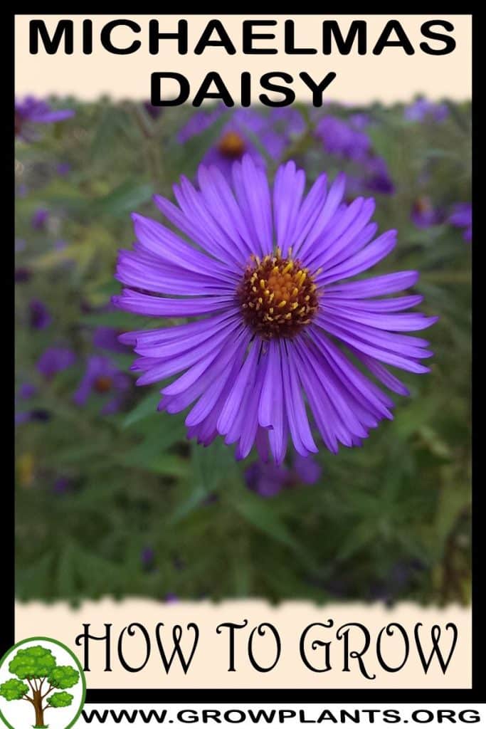 How to grow Michaelmas daisy