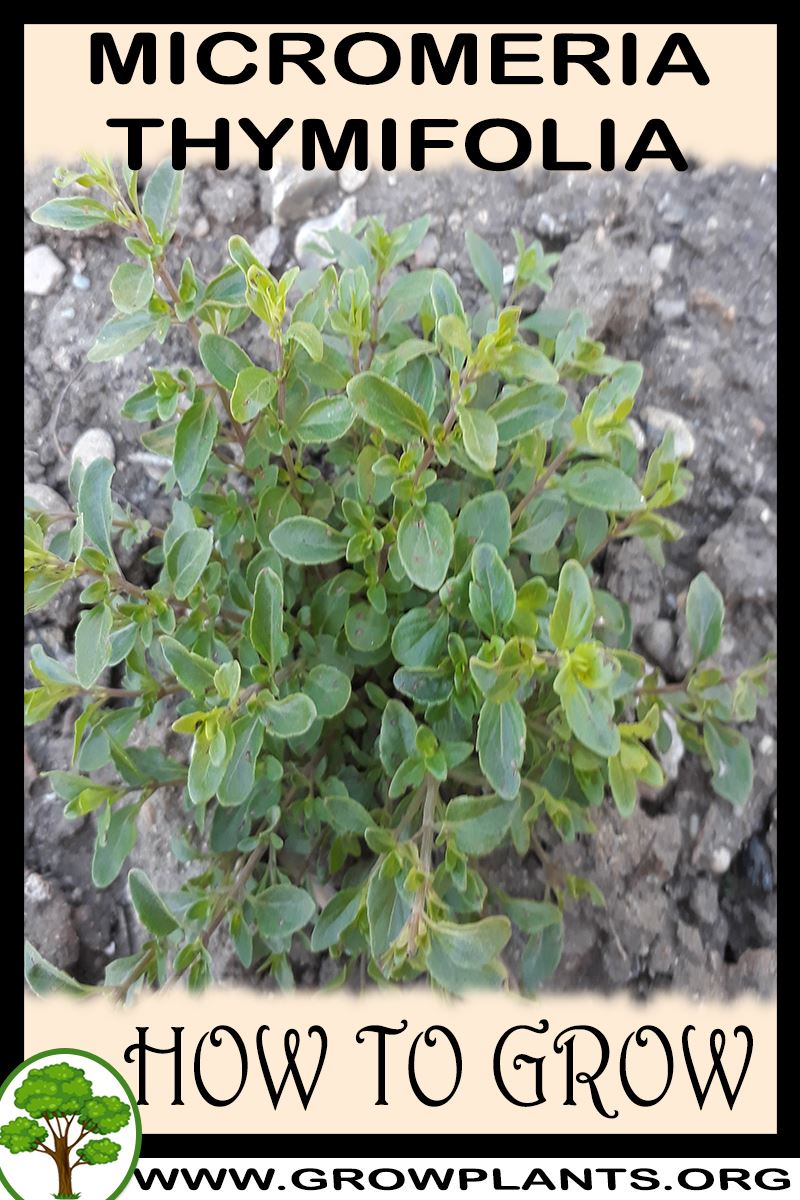 How to grow Micromeria thymifolia
