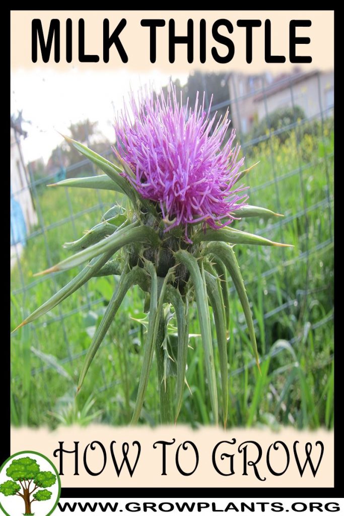 How to grow Milk thistle