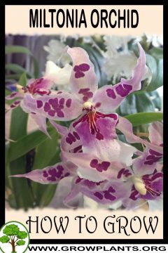 Miltonia - How To Grow & Care