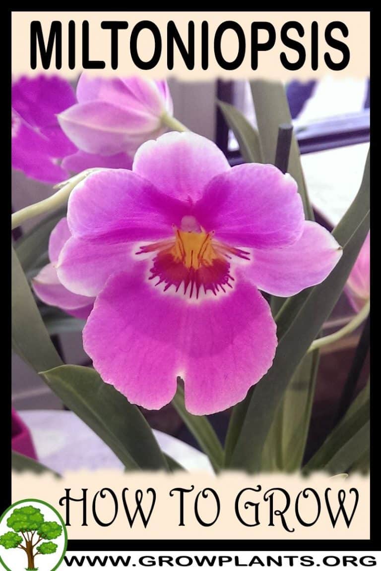 Miltoniopsis - How To Grow & Care