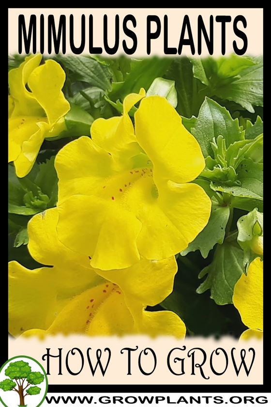 How to grow Mimulus plants
