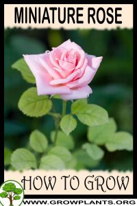 How to grow Miniature rose