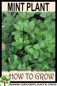 How to grow Mint plant