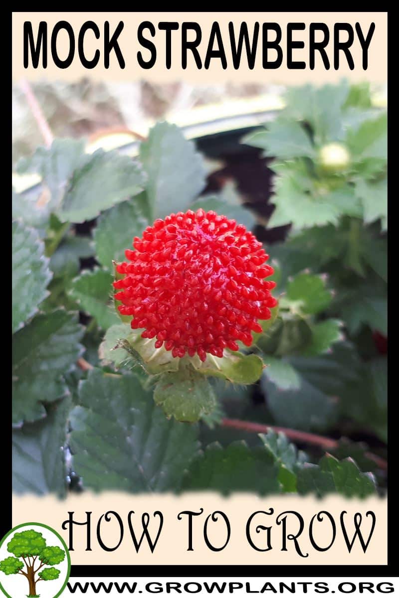 How to grow Mock strawberry