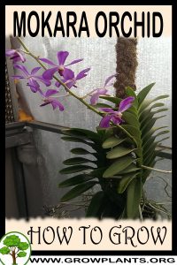 How to grow Mokara orchid