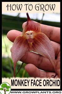 How to grow Monkey face orchid