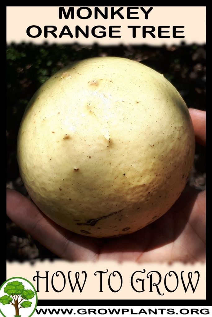 How to grow Monkey orange tree