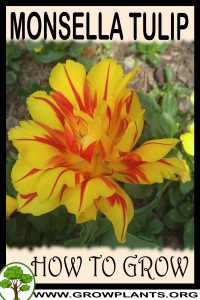 How to grow Monsella tulip
