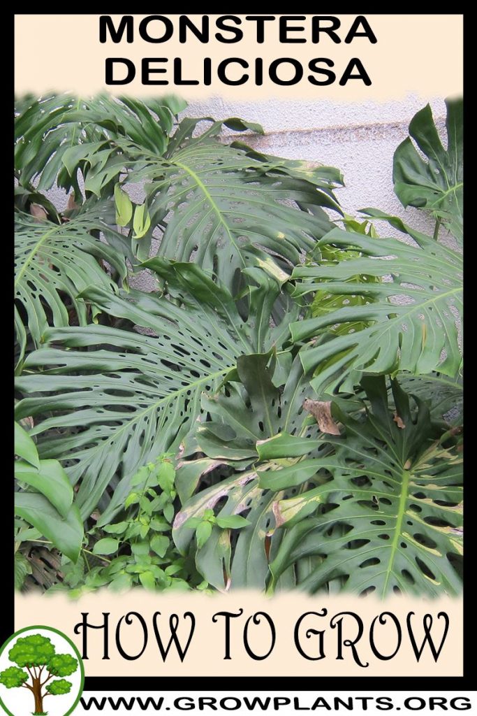 How to grow Monstera deliciosa