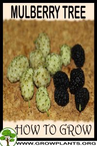 How to grow Mulberry tree