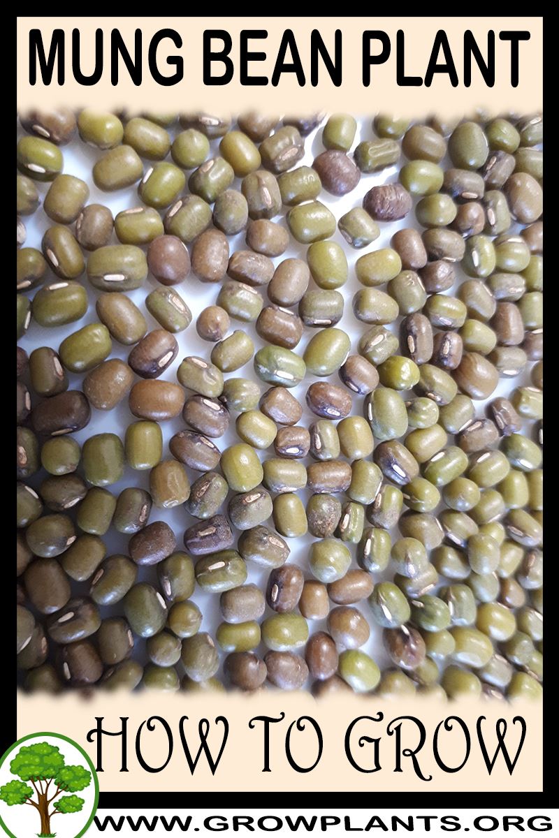 How to grow Mung bean plant