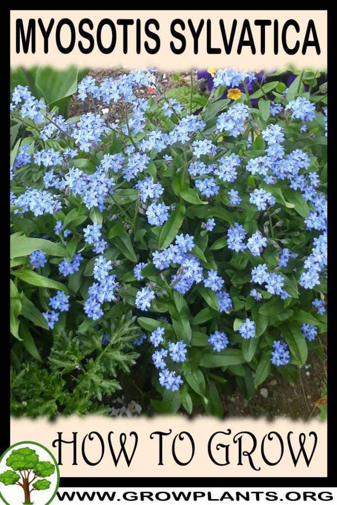How to grow Myosotis sylvatica