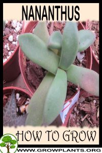 How to grow Nananthus