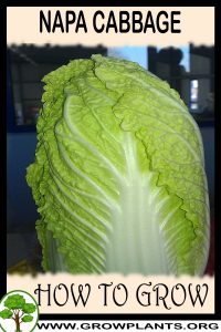 How to grow Napa cabbage