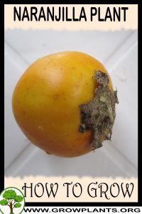 How to grow Naranjilla