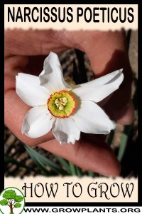 How to grow Narcissus poeticus