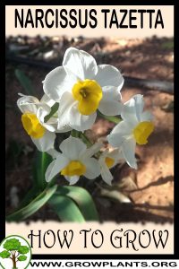 How to grow Narcissus tazetta