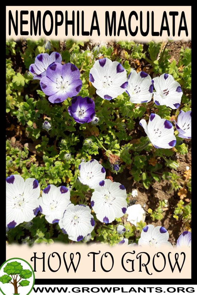 How to grow Nemophila maculata