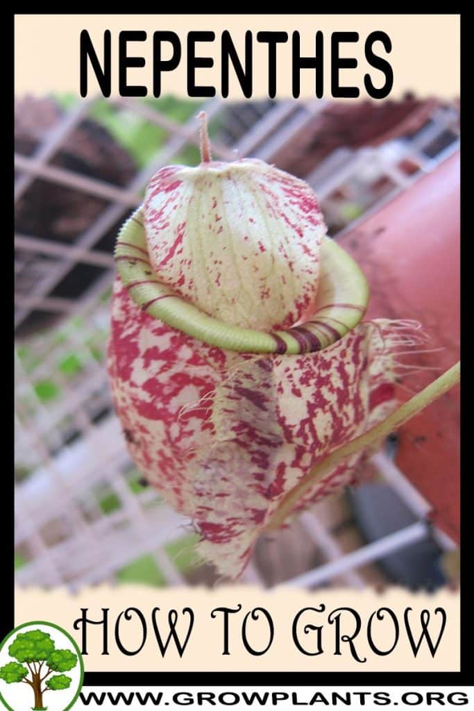 How to grow Nepenthes
