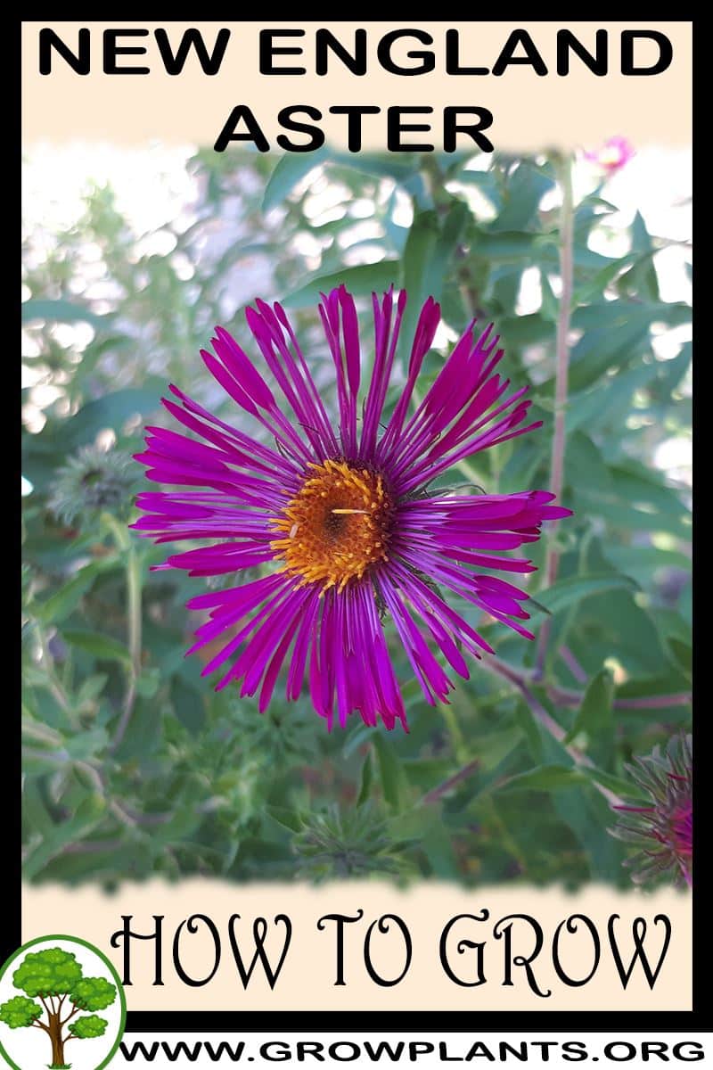 How to grow New England aster