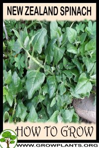 How to grow New Zealand spinach