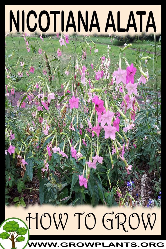 How to grow Nicotiana alata