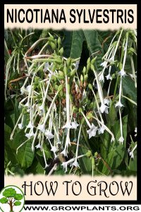 How to grow Nicotiana sylvestris