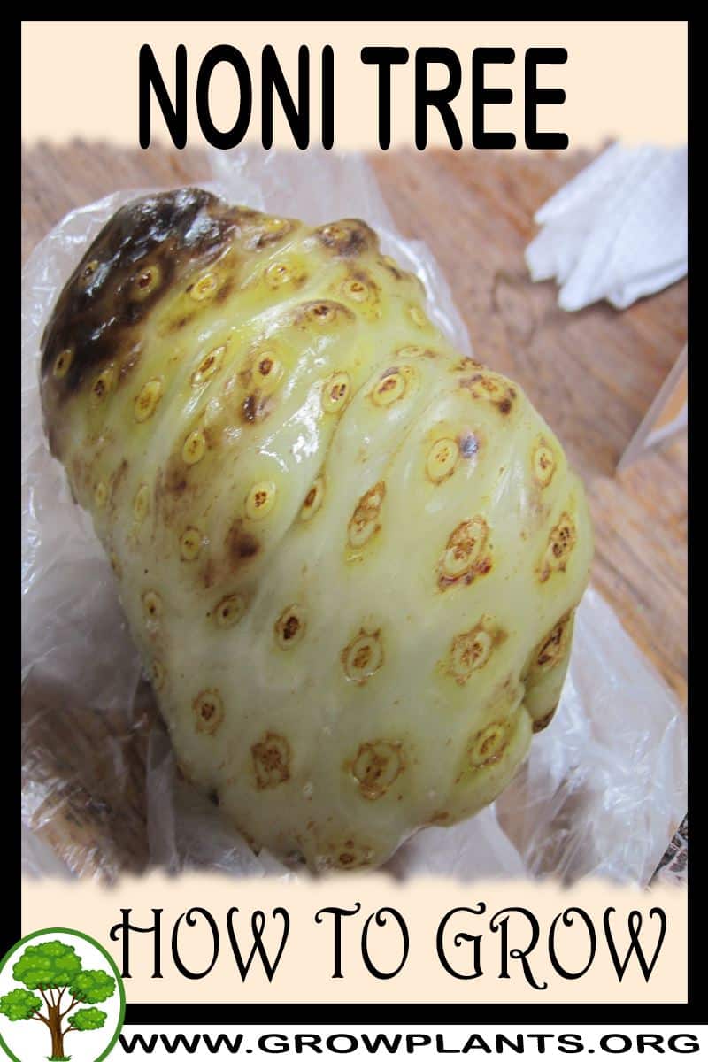 How to grow Noni