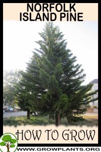 How to grow Norfolk island pine