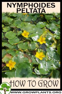 How to grow Nymphoides peltata