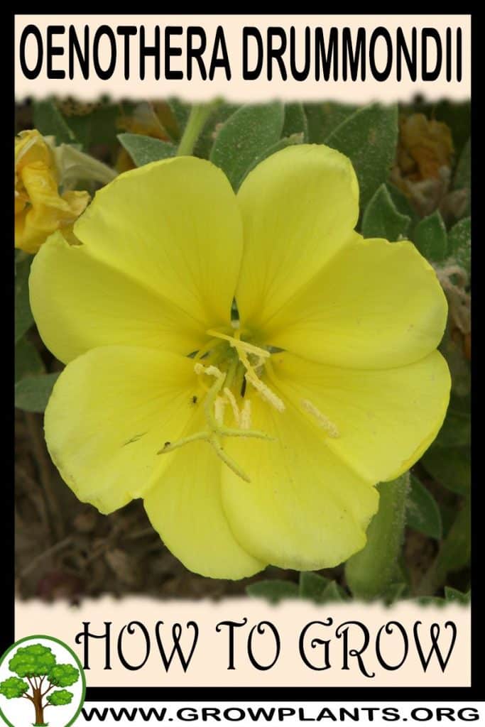 Oenothera drummondii - How to grow & care