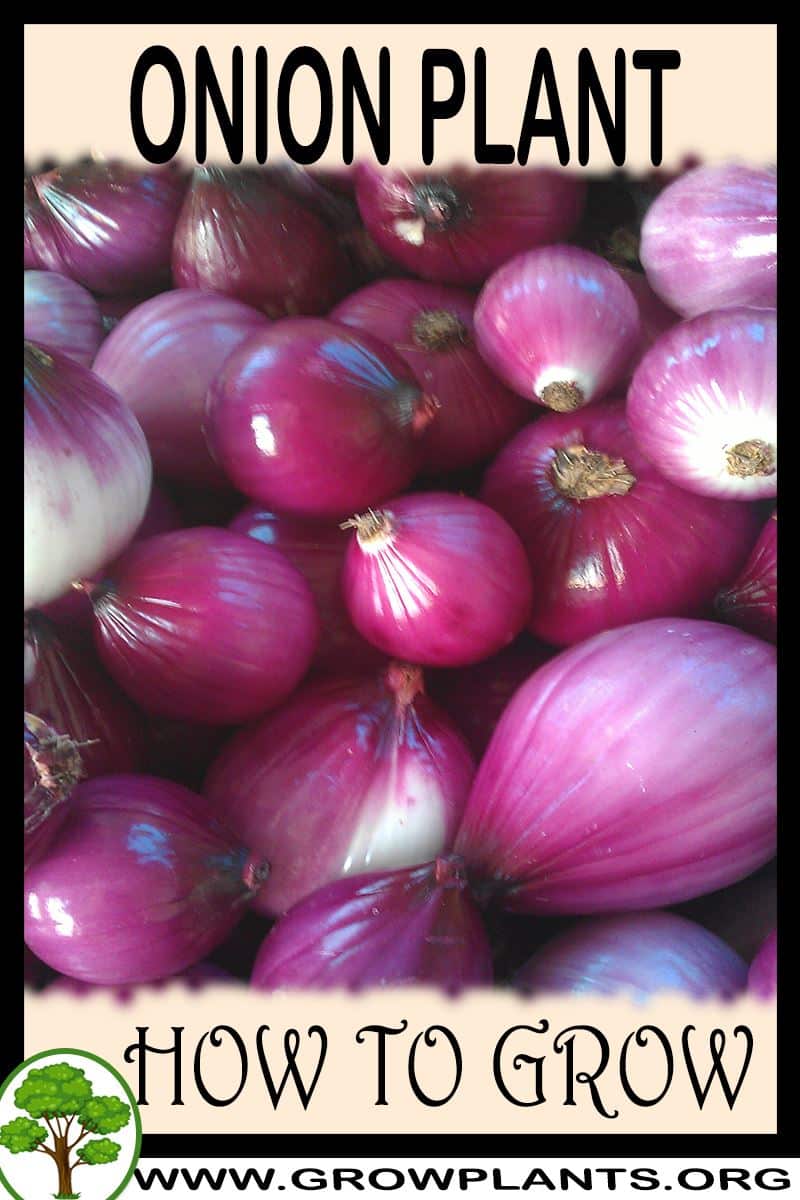 How to grow Onion plant