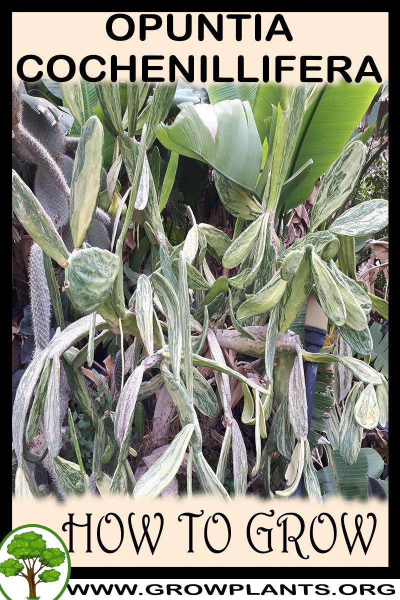 How to grow Opuntia cochenillifera