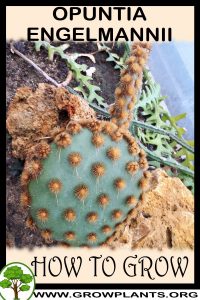 How to grow Opuntia engelmannii