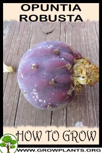 How to grow Opuntia robusta