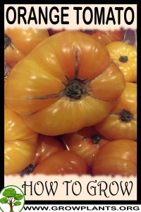 How to grow Orange tomato
