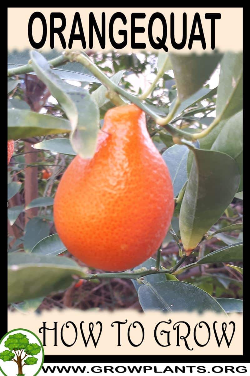 How to grow Orangequat