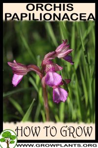How to grow Orchis papilionacea
