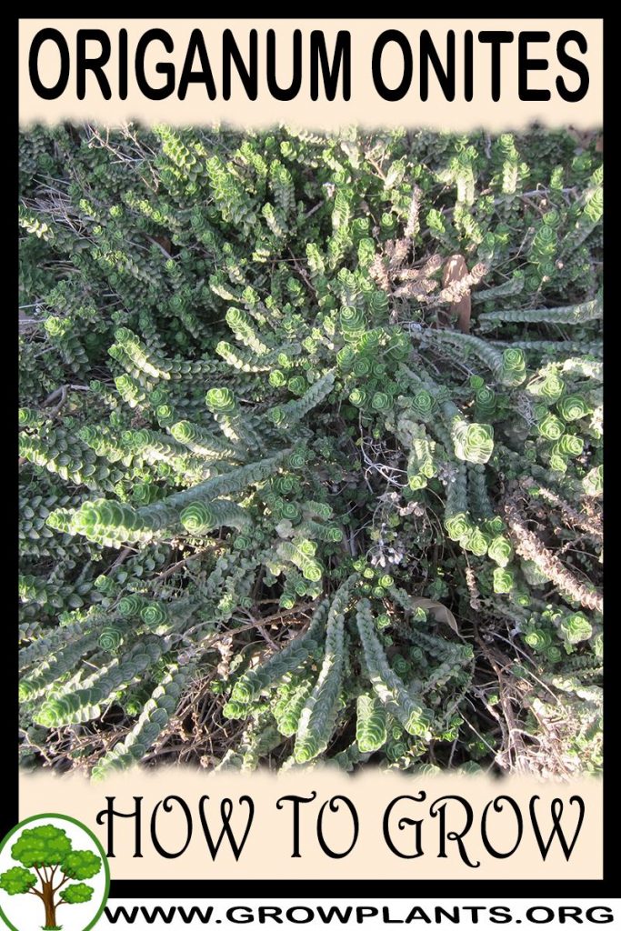 How to grow Origanum onites