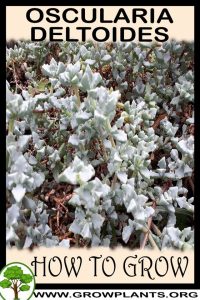 How to grow Oscularia deltoides